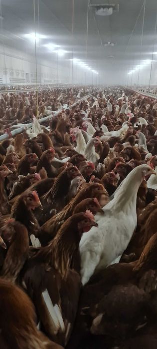 Kury nioski młode.Kurki z dowozem do klienta.Ferma Drobiu kur niosek
