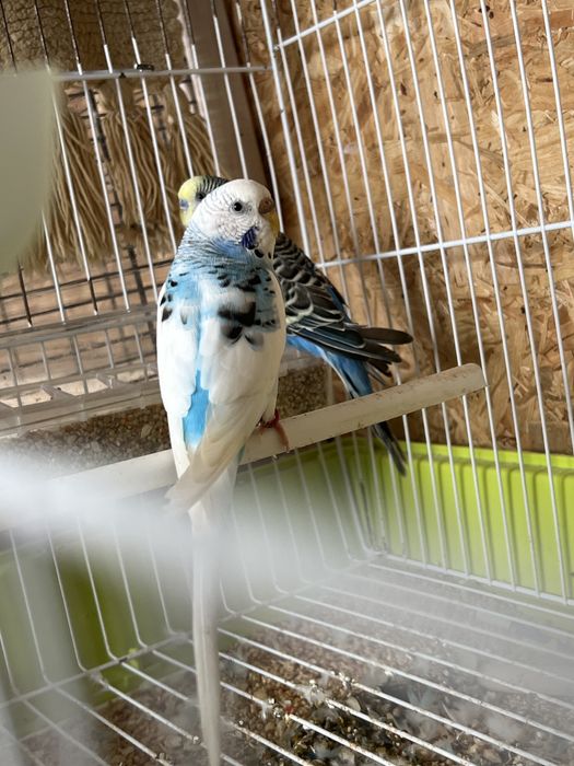 Vendo periguitos e gaiolas