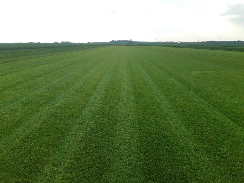 Trawa z rolki sprzedaż