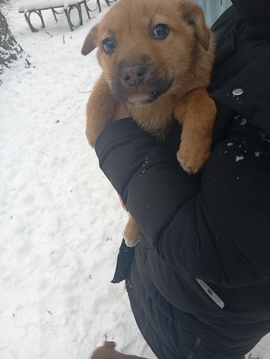 Віддамо цуценят в хороші руки.