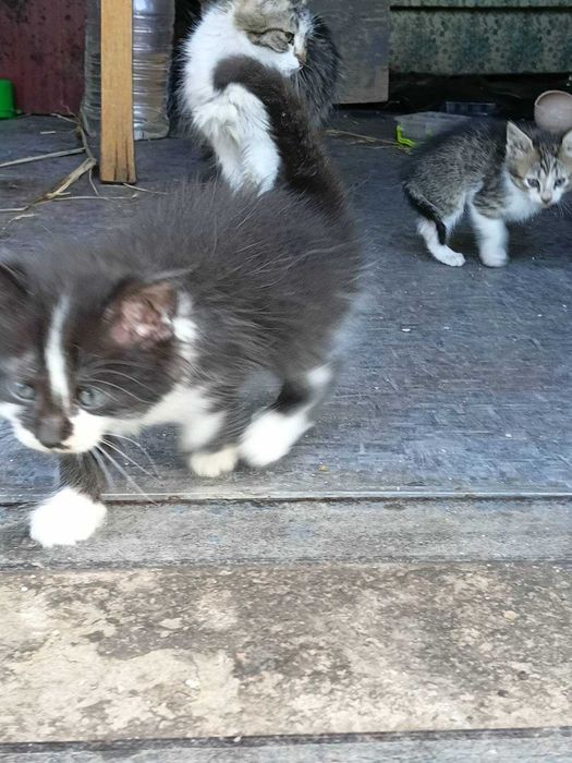 Котята бесплатно