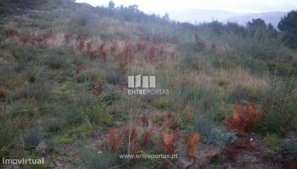 Plot for Sale, Grilo, Baião