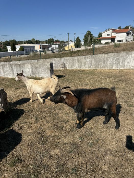 Cabras anãs procuram novo dono