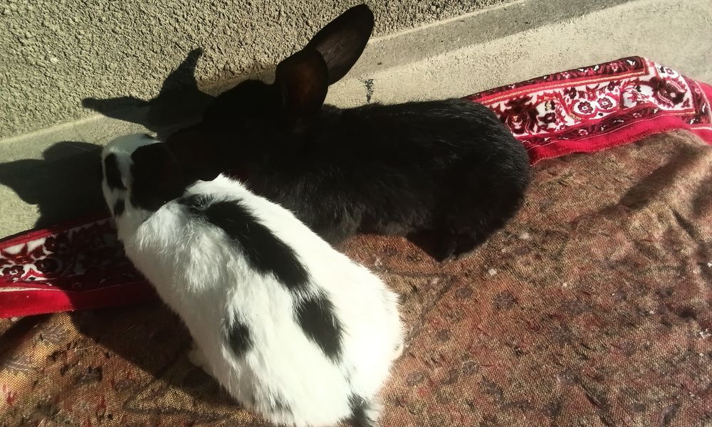 Строкач чорно рябий , дівчатка ,вік 2 місяці,вага 2 кг .