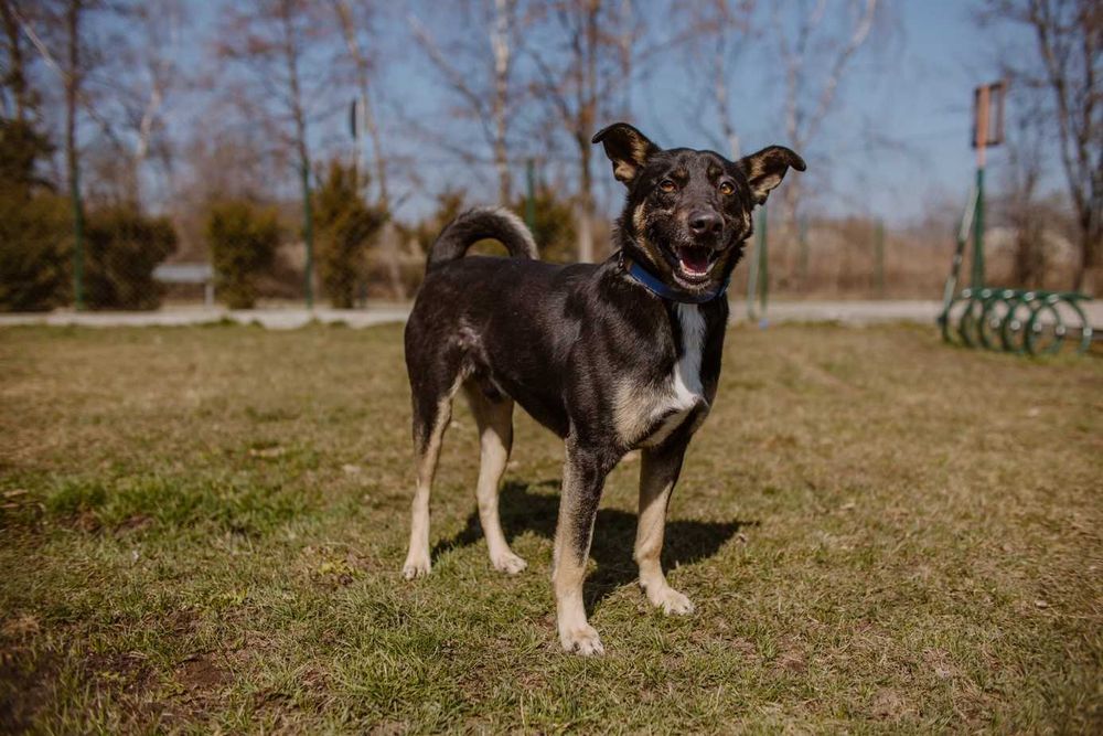 Gabek - 3-letni samiec szuka domu