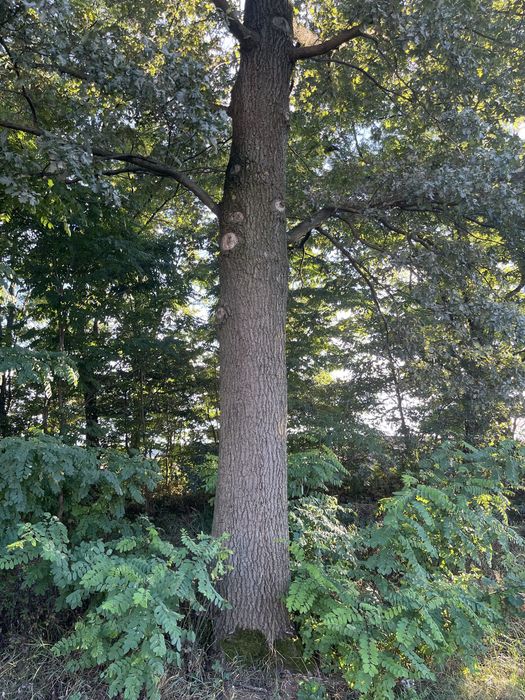 drewno tartaczne kominkowe opałowe paletowe