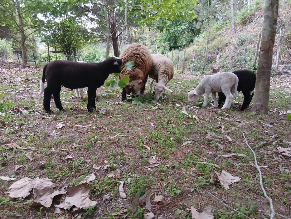 Borregos macho para venda ou troca
