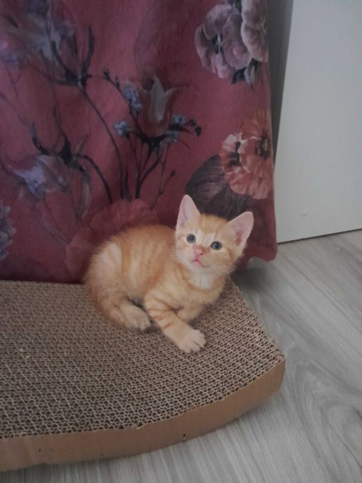 Kocie cukiereczki szukają  domów