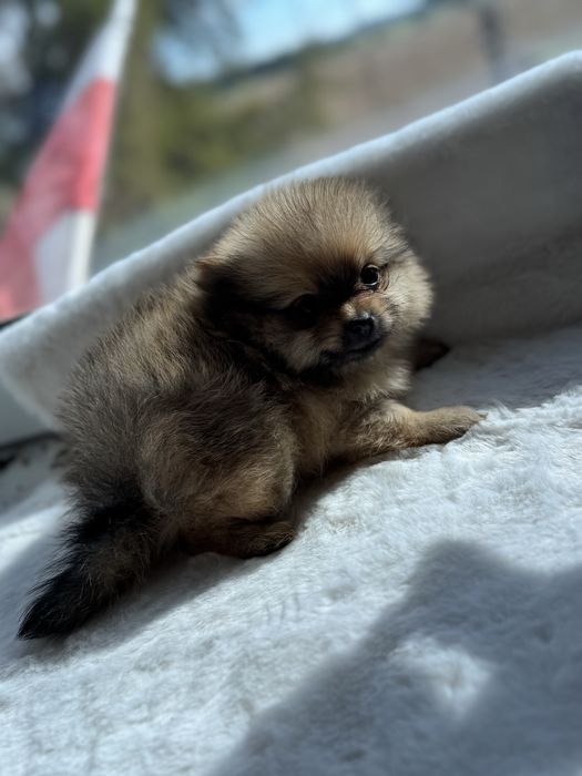 Pomeranian XXS. Uroczy mini szpic miniaturowy