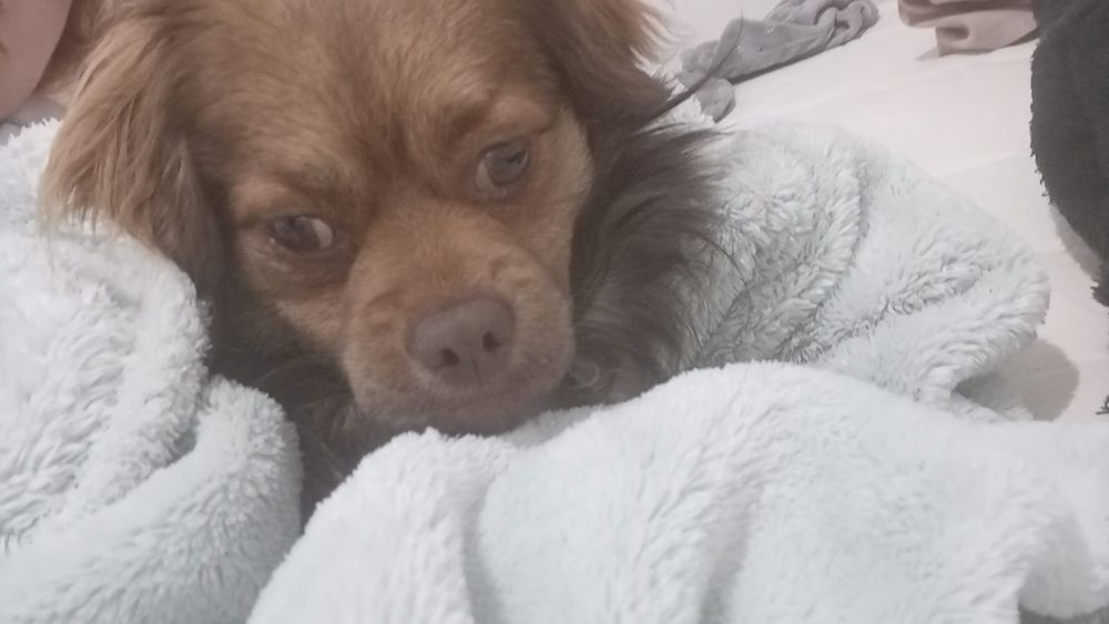 Dou cão com 1 ano e meio de idade