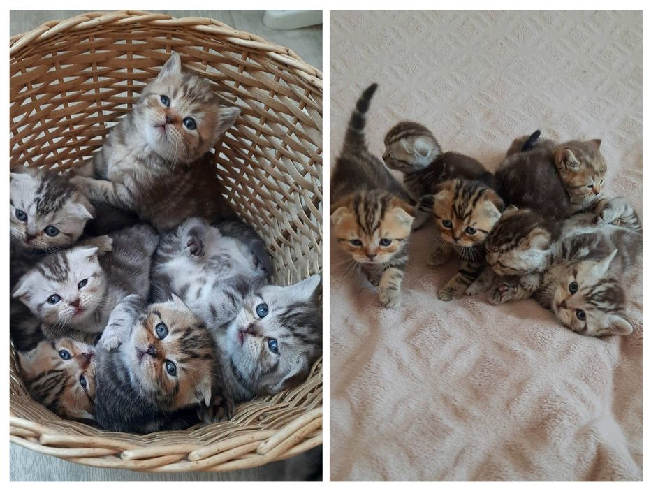 В'язка кота шотландець