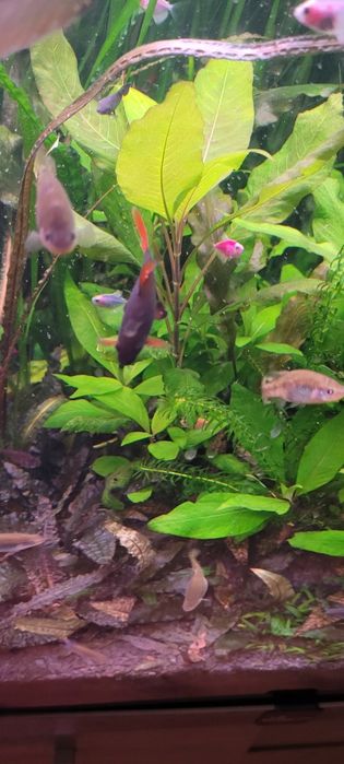 Witam sprzedam labeo