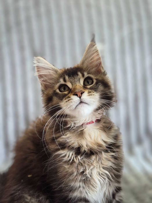 Jagna Kotka Maine Coon