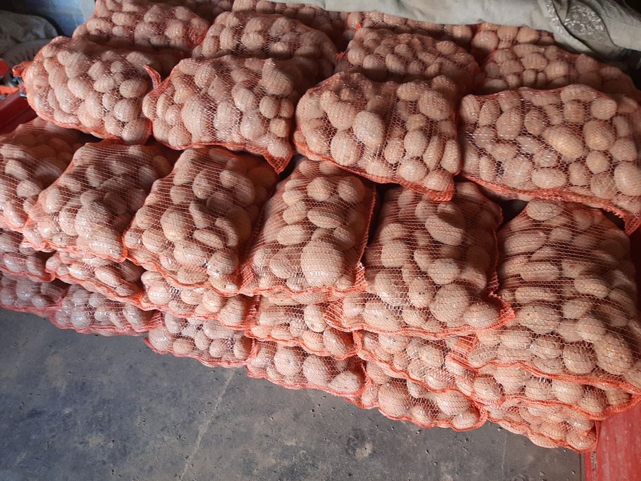 Ziemniak jadalne jurek