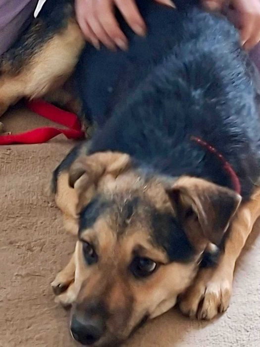 TYMONEK 6 mies szczeniak do adopcji uratowany w Bułgarii