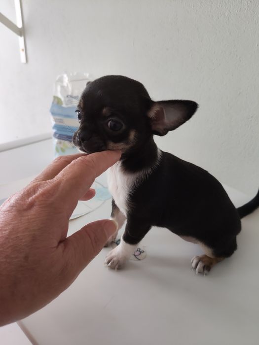 Chihuahua   MF pronto para entrega
