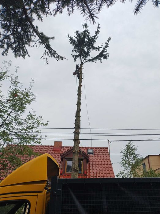 Wycinka Drzew Przycinanie Pielęgnacja