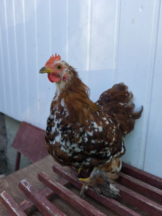 Півники молоді  різних порід (бентам, кохінхін карликовий )