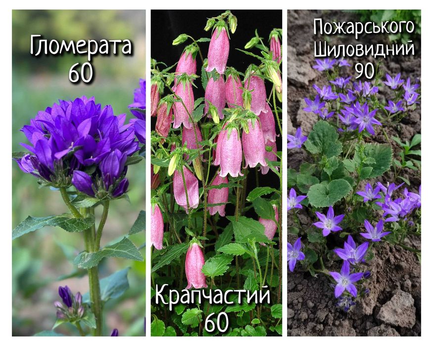 Саджанці квітів астра ромашка колокольчик саженцы