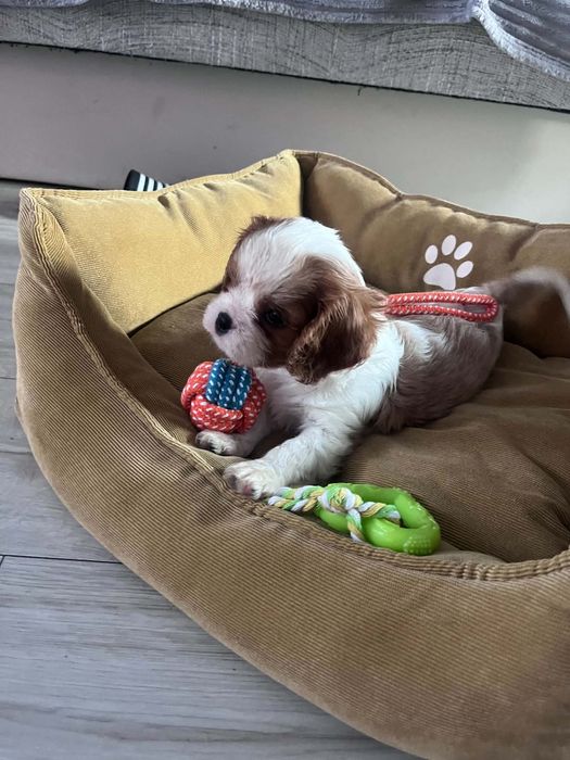 Śliczny piesek Cavalier Spaniel