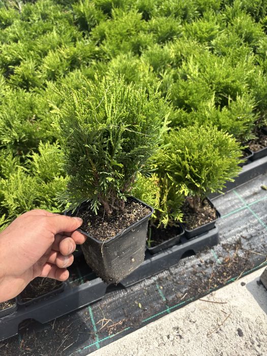 Tuja  Thuja occ. Danica kulka P9. Producent
