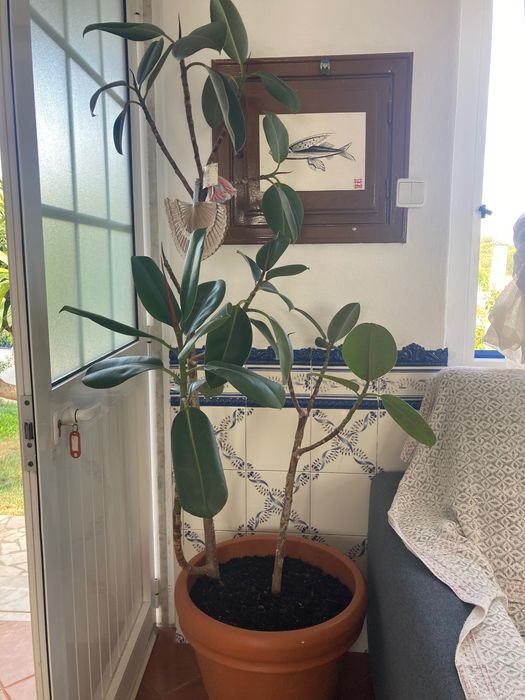 Planta Ficus elástica natural