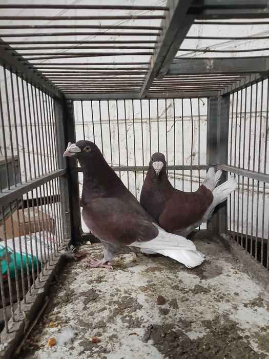 Staropolskie gołebie