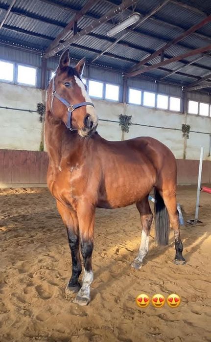 Klacz sp na sprzedaż