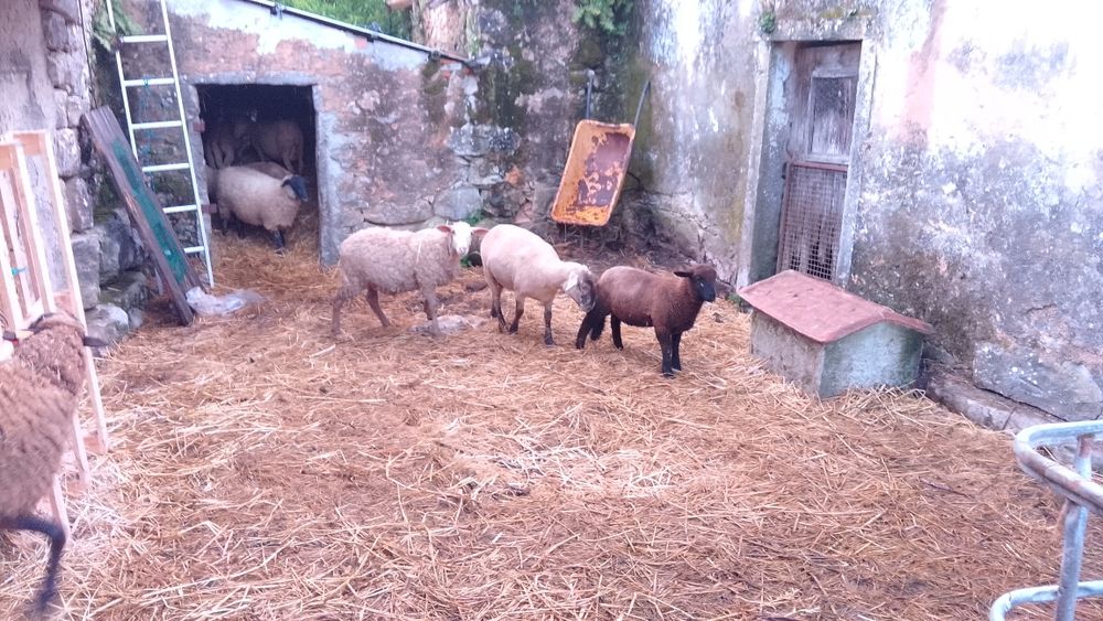 Borregos borregas