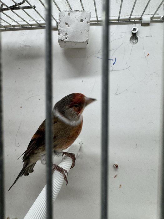 Hibrido de Pintassilgo