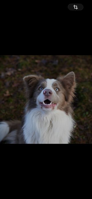 Border collie lilac