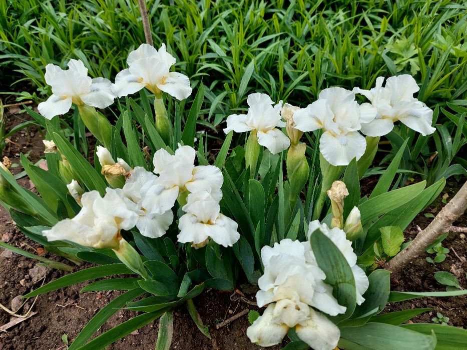 Іриси низькорослі та середньорослі