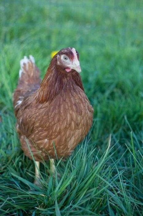 Kurki nioski Tetra brązowa dowóz Gratis