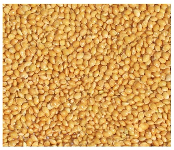 Proso żółte złote 4,5KG Karma pokarm dla papug średnich falistej ziarn