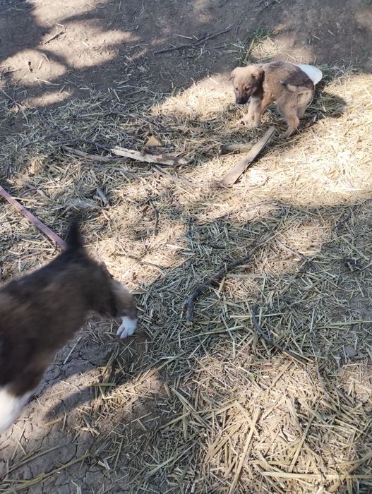 Отдам даром щенков.