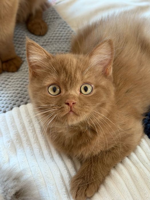 Szkocki prostouchy CYNAMONOWY CZEKOLADOWY Scottish fold straight WCF