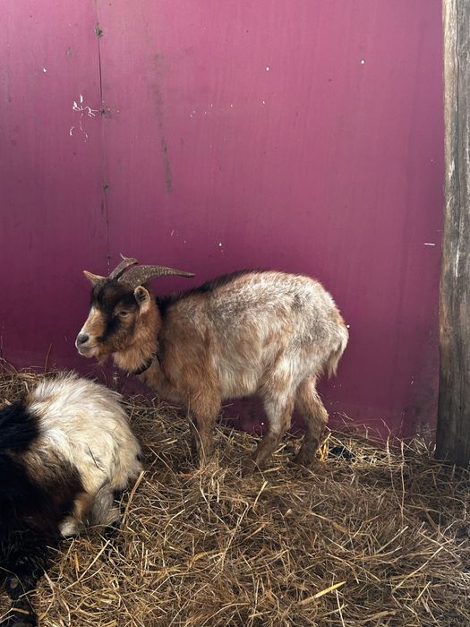 Cabritos e cabras anãs