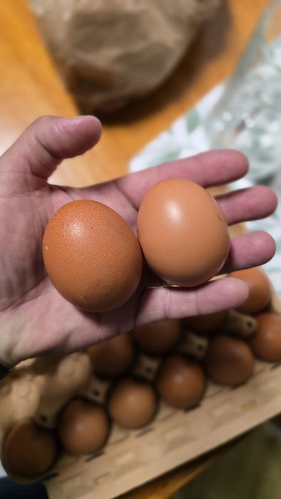 Ovos de galinha caseiros