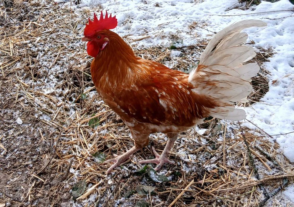 Kogut nioska 8 miesięcy