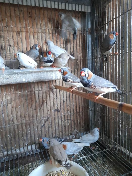 Mandarins gigantes