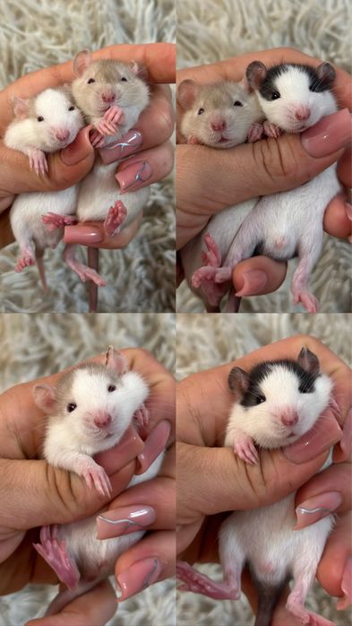 Найкращі пацючки дамбо у нас