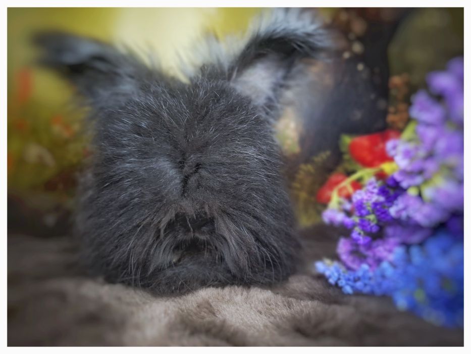 Angora Angielska, English Angora maluszki