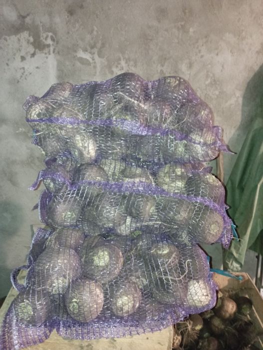 Продам чорну редьку.