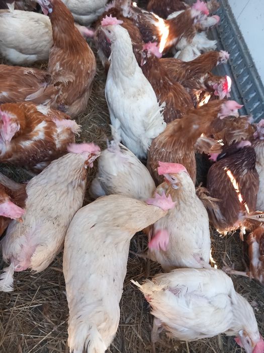 Kury nioski znoszą już jajka