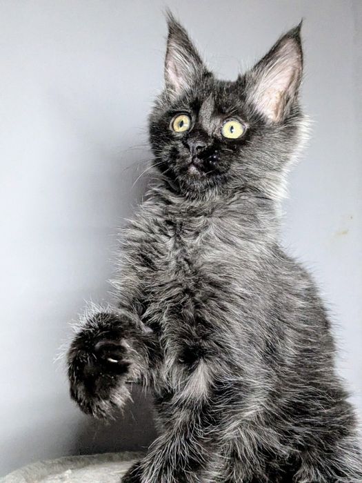 Мейн-кун дівчинка ns