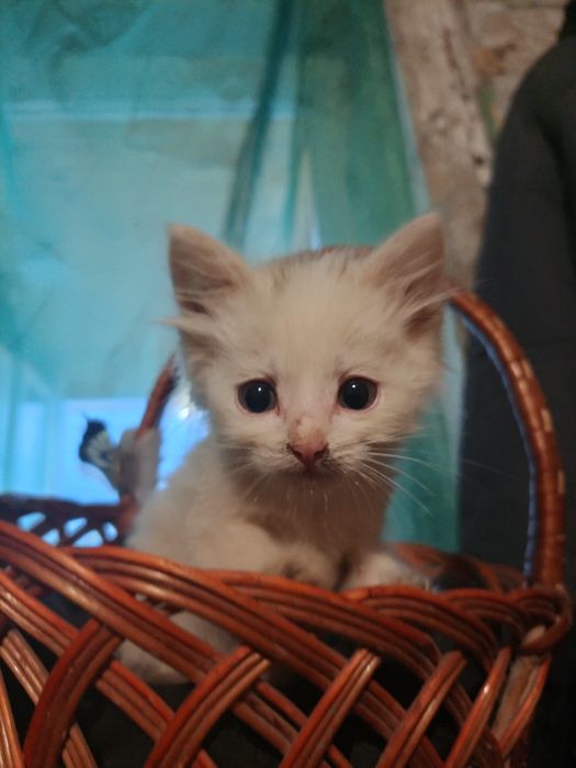Віддам кошенят у добрі руки
