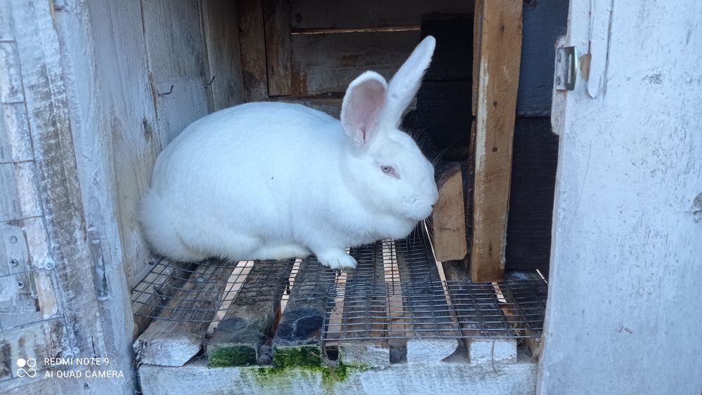 Кролики кітні самки