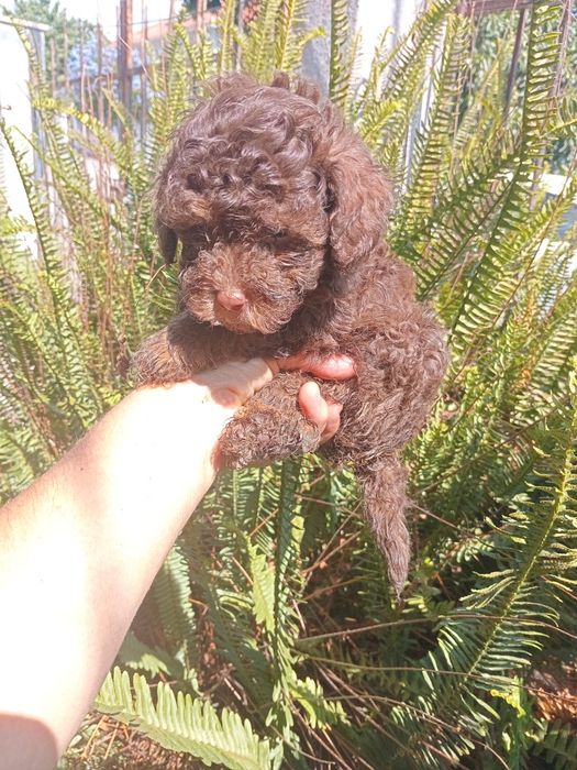 Excelente machoiche  caniche toy