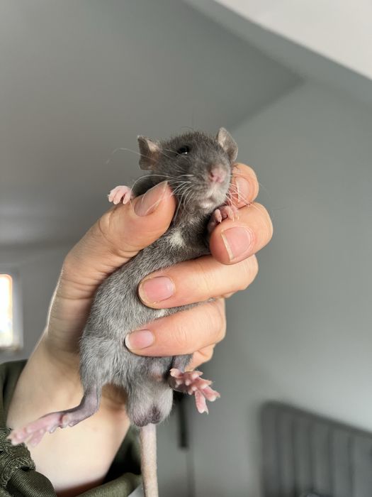 Szczur szczurek szuka domu