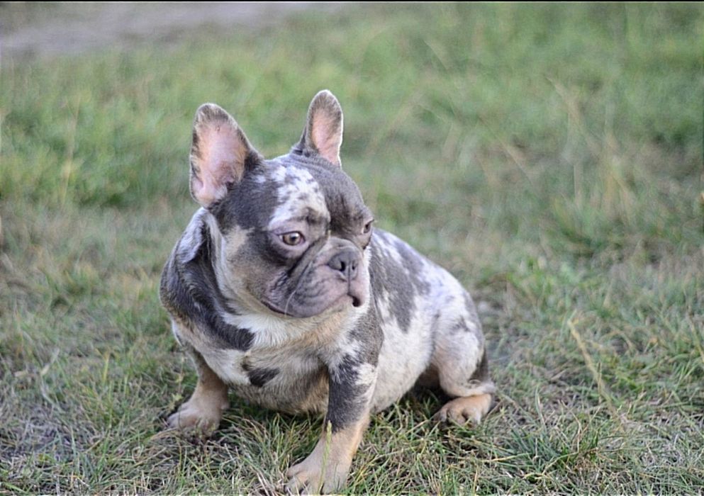 Хлопець блакитний мерле тан.